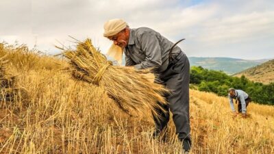 کشاورزی سنتی بدون تجهیزات 